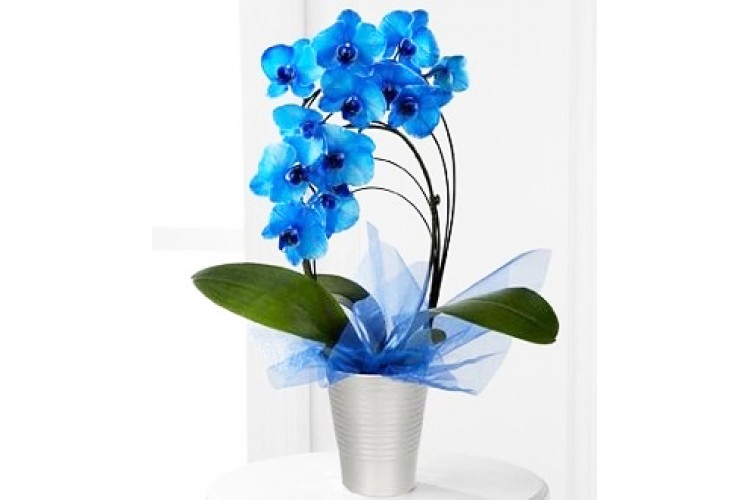 Saksıda Çember Mavi Orkideler