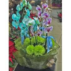 Saksıda Renkli Orkideler