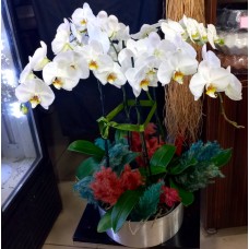 Metal Vazoda Beyaz Orkideler