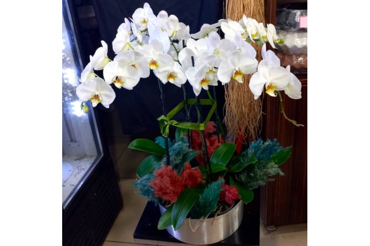 Metal Vazoda Beyaz Orkideler