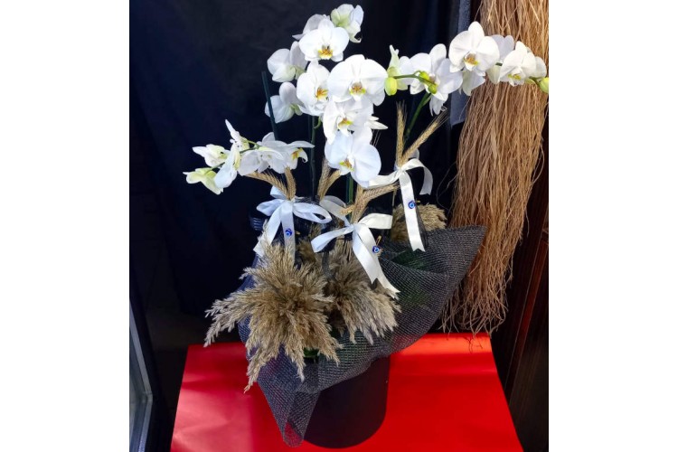 Saksıda Beyaz Orkideler