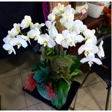 Seramik Vazoda Beyaz Orkideler