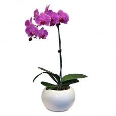 Seramik Saksıda Pembe Orkide