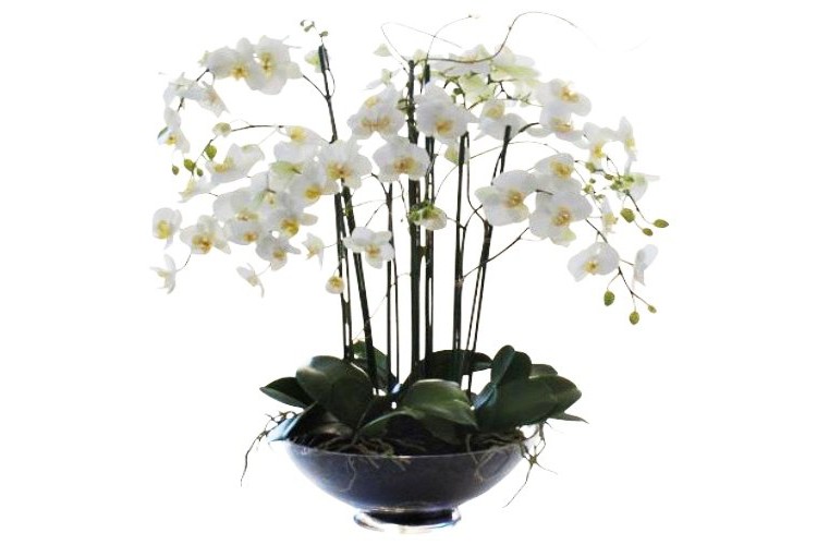 Saksıda Beyaz Orkide Aranjman