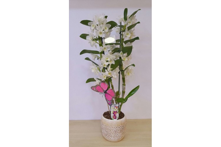 Beyaz Orkide Dendrobium