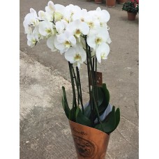 Saksıda Dörtlü Beyaz Orkide