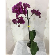 Saksıda Mor Orkide