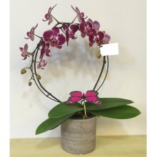 Saksıda Orkide Phaleonopsis