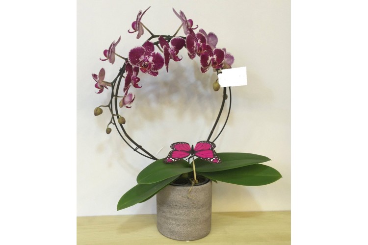 Saksıda Orkide Phaleonopsis