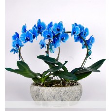 Mavi Orkide Aranjmanı
