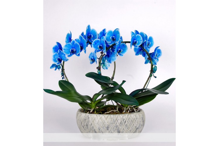 Mavi Orkide Aranjmanı